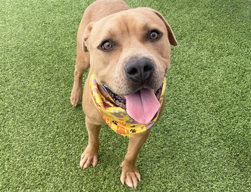 picture of the dog needing adoption