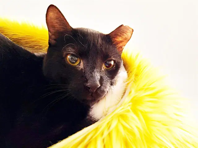 Mason - Domestic Short Hair
