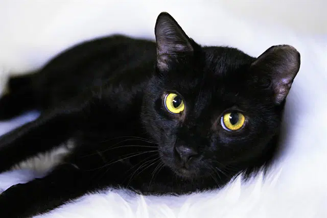Mason - Domestic Short Hair