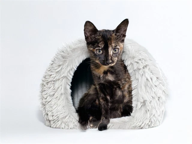 Cleo