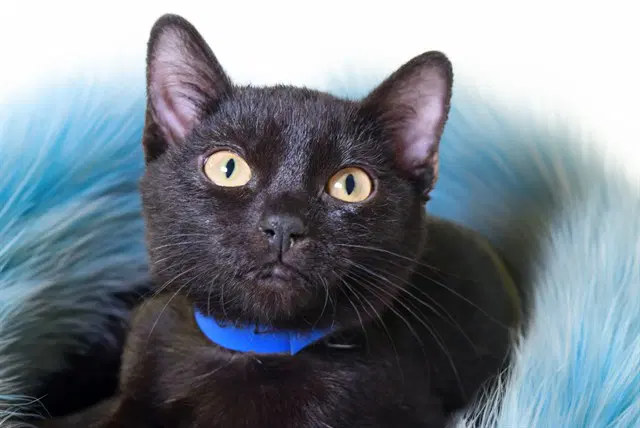 Nova - Domestic Short Hair