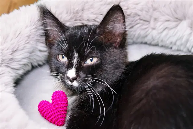 Calvin - Domestic Short Hair