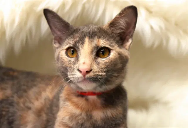 Tiger - Domestic Short Hair