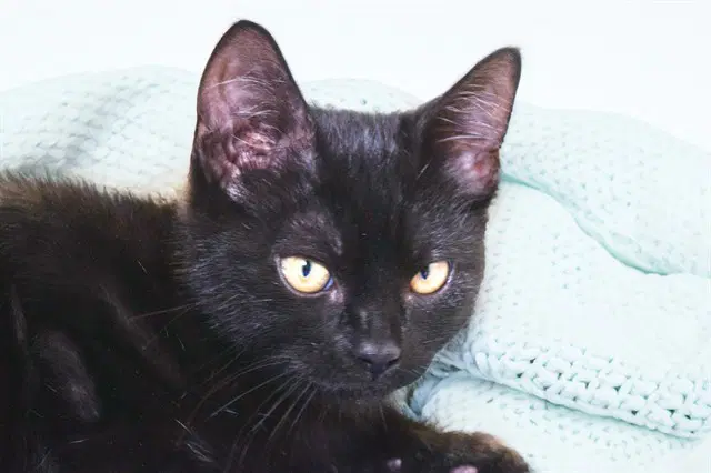 Tin - Domestic Short Hair