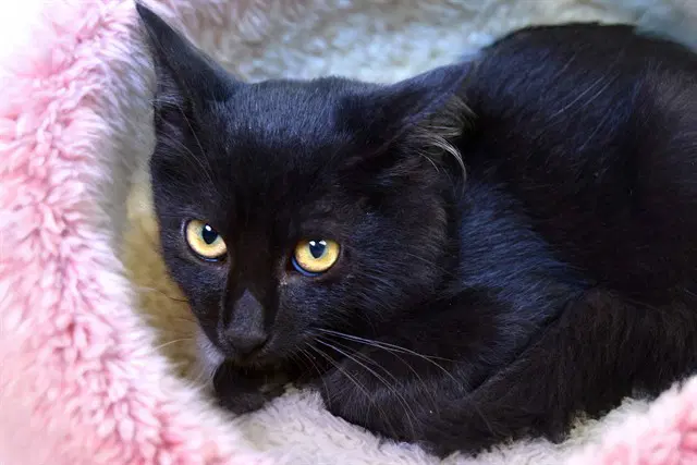 Kona - Domestic Short Hair
