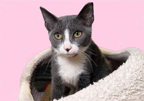 picture of the cat needing adoption