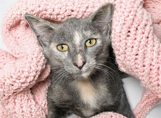 Rosie - Domestic Short Hair