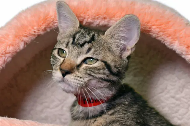Retty - Domestic Short Hair