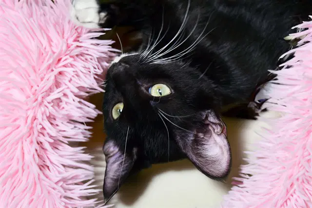 Reggie - Domestic Short Hair