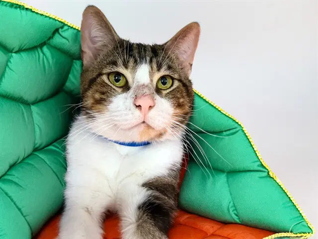 Pooh - Domestic Short Hair