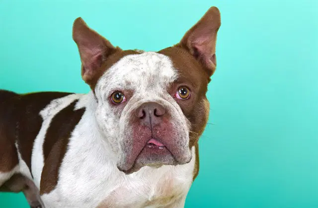 Macho - American Bulldog