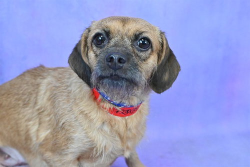 picture of the dog needing adoption