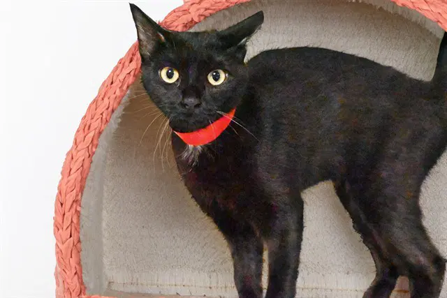Missy image 1