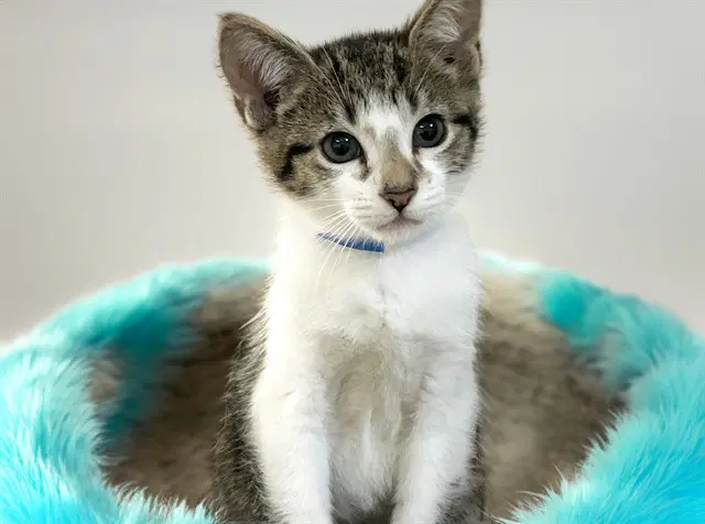 Matthew - Domestic Short Hair