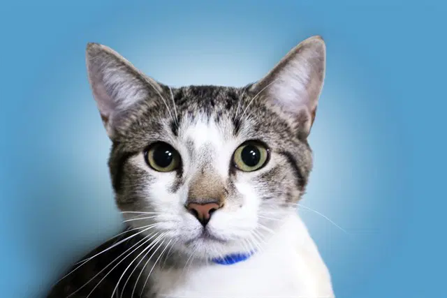 Matthew - Domestic Short Hair