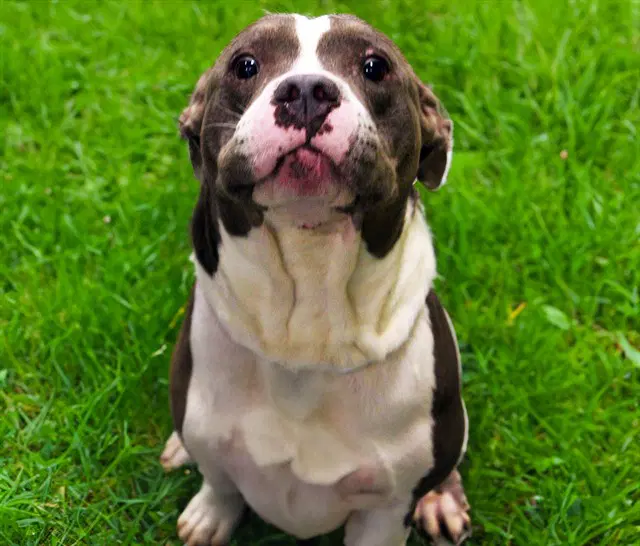 Baja Blast - American Staffordshire Terrier