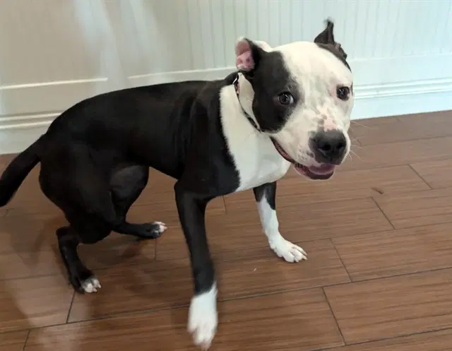 Stray Not Available - American Staffordshire Terrier