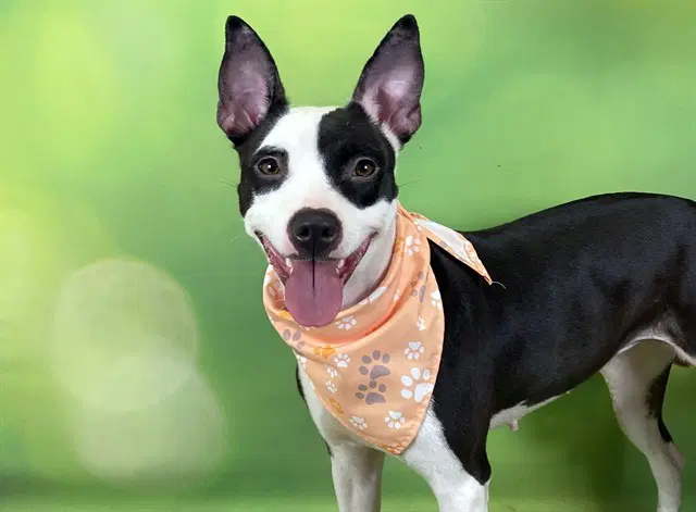 Shanell - Rat Terrier