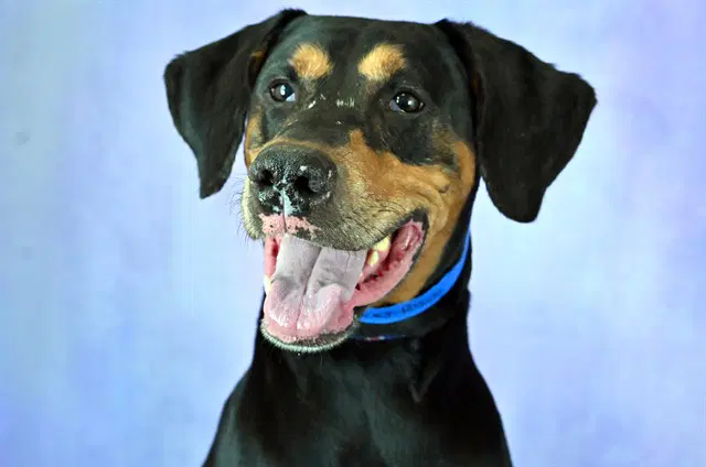 Roscoe - Doberman Pinscher