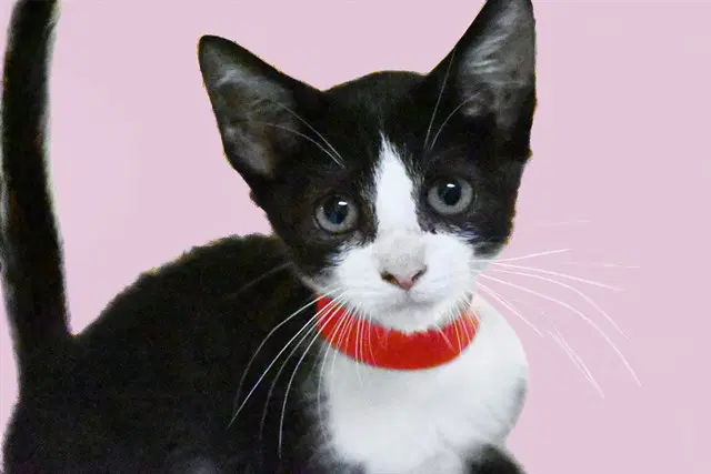 Suzie - Domestic Short Hair