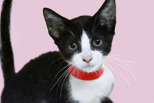 picture of the cat needing adoption