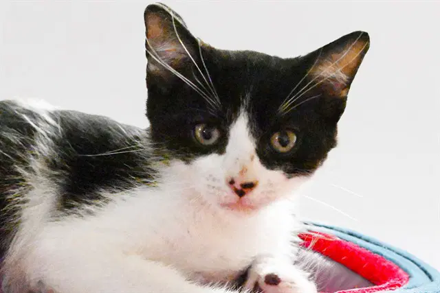 Nathan - Domestic Short Hair