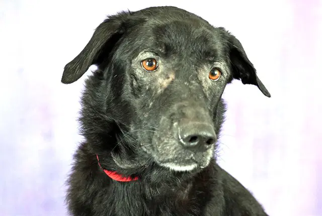 Remi - Labrador Retriever