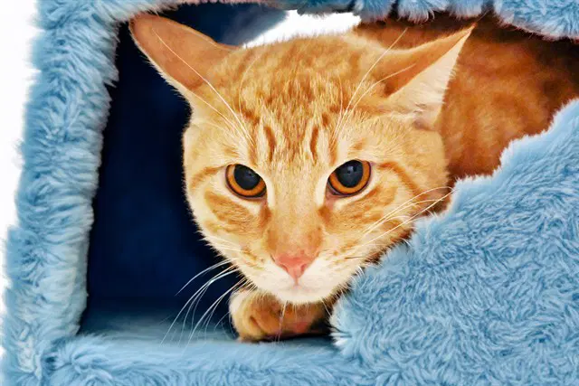 Eugie - Domestic Short Hair