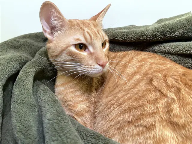 Eugie - Domestic Short Hair