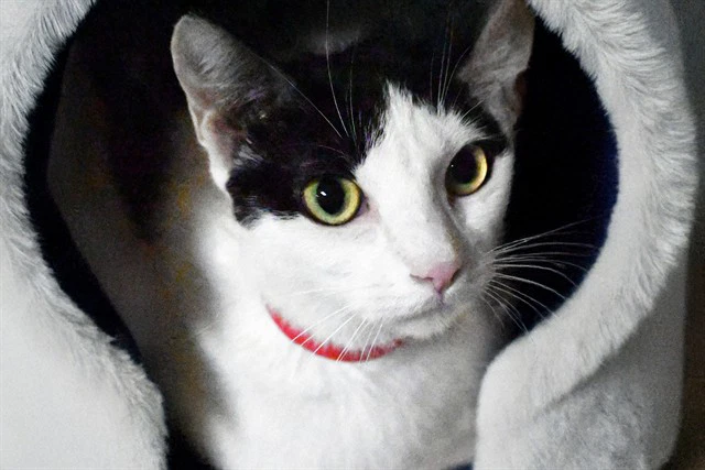 Coco