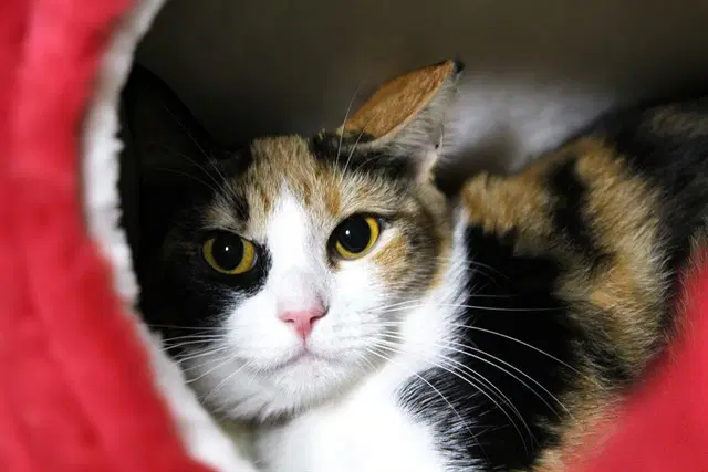 Milly - Domestic Short Hair