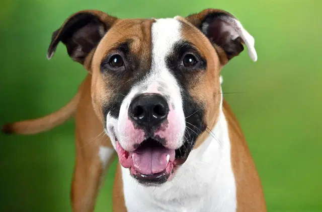 Kaido - American Bulldog