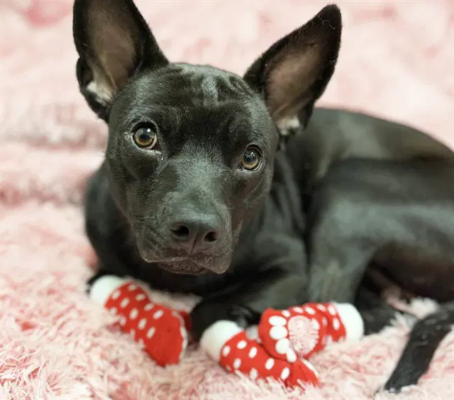 Jasmine - Labrador Retriever