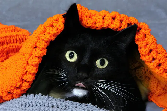 Eva - Domestic Short Hair