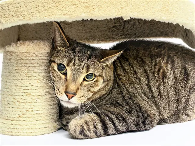 Pepper - Domestic Short Hair
