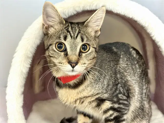Haba - Domestic Short Hair