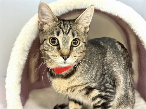 picture of the cat needing adoption