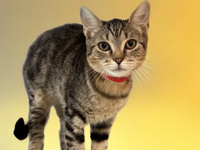 Nero - Domestic Short Hair
