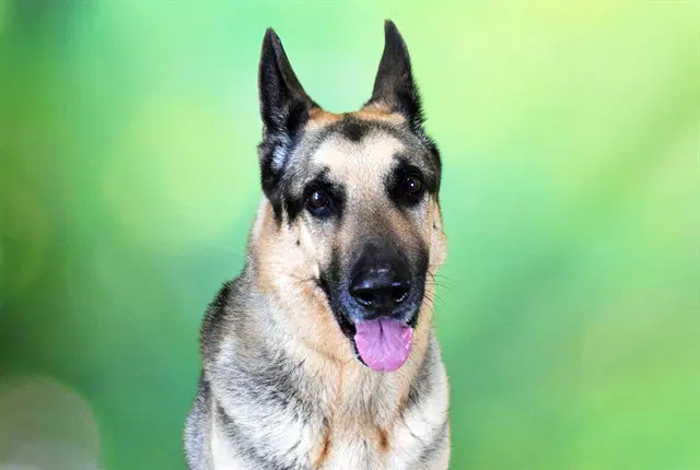 Stany - German Shepherd Dog
