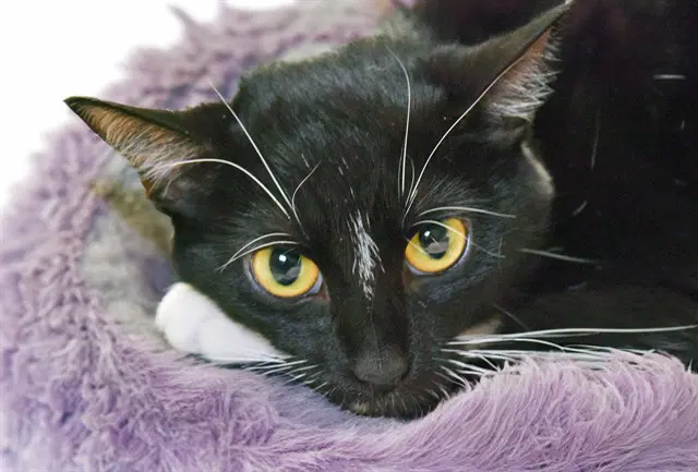 Mona - Domestic Short Hair
