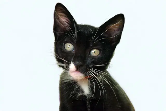 Sara - Domestic Short Hair