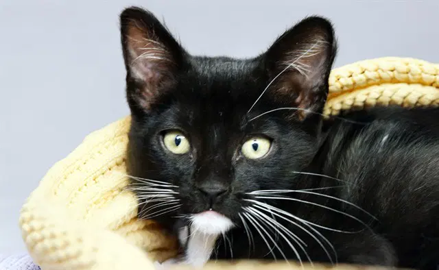 Steven - Domestic Short Hair