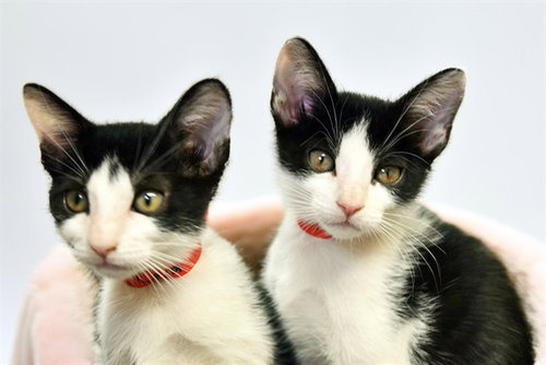 picture of the cat needing adoption