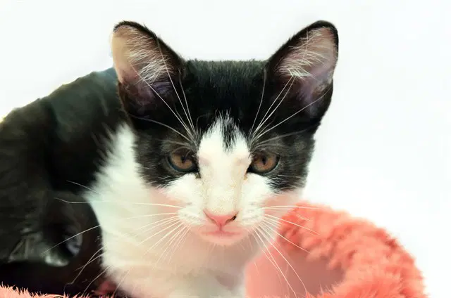 Cera - Domestic Short Hair