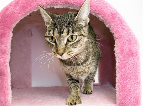 picture of the cat needing adoption