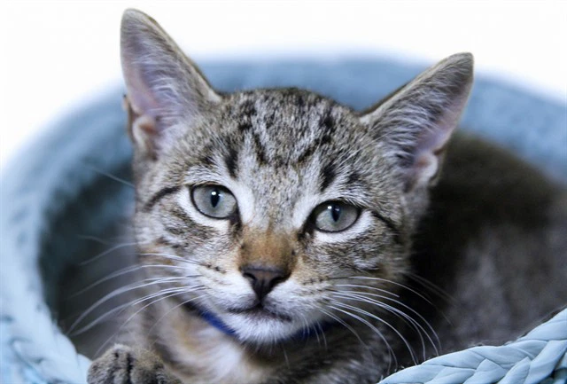 Purrtle