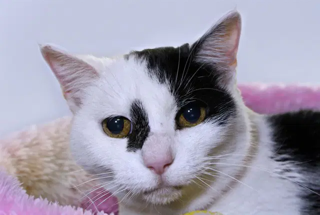 Angel - Domestic Short Hair