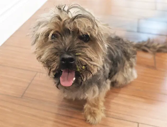 Saul - Yorkshire Terrier Yorkie
