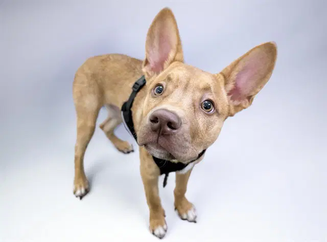 Kermit - American Staffordshire Terrier