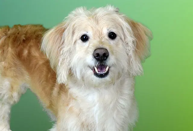 Benji image 1